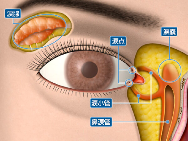 目の解剖図