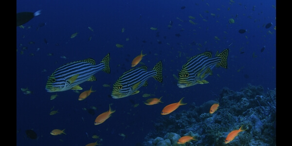 FRESH LUTS underwaterboost FREE LUT FRESH LUTS underwaterboost FREE LUT
