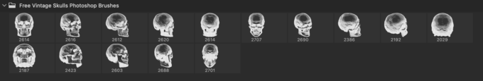 Adobe Photoshop Free Brush Preset Halloween Skull abr 無料 おすすめ ハロウィン 骸骨 ブラシ 素材 追加 イラスト パック