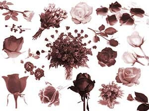 フォトショップ ブラシ Photoshop Brush 無料 Flower イラスト 花 フラワー Roses Brush set