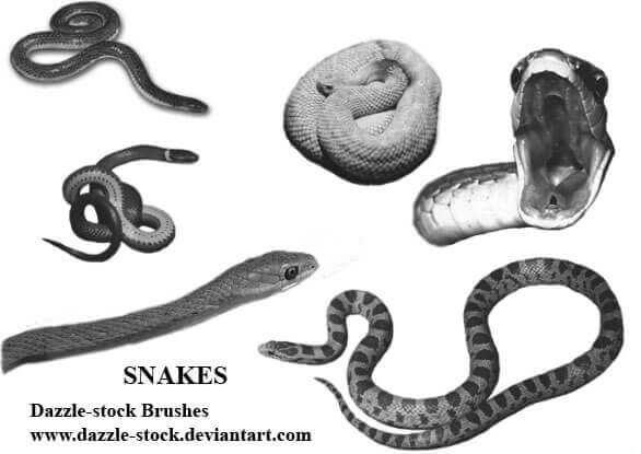 フォトショップ ブラシ Photoshop Snake Brush 無料 イラスト 蛇 ヘビ へび スネーク 