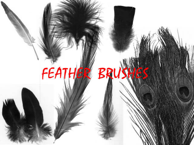 フォトショップ ブラシ Photoshop Bird feather Brush 無料 イラスト 鳥 バード Feather Brushes