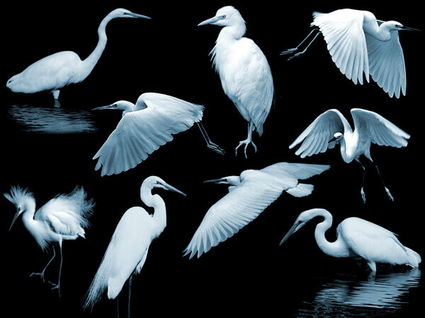 フォトショップ ブラシ Photoshop Egrets Brush 無料 イラスト 鳥 バード 白鷺 rEgrets I've Had a Few
