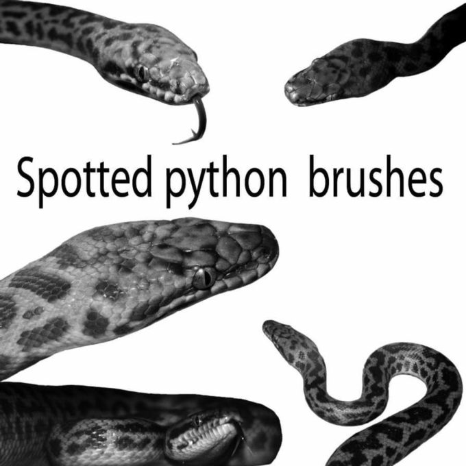 フォトショップ ブラシ Photoshop Snake Brush 無料 イラスト 蛇 ヘビ へび スネーク 錦蛇 パイソン Spotted python brush set