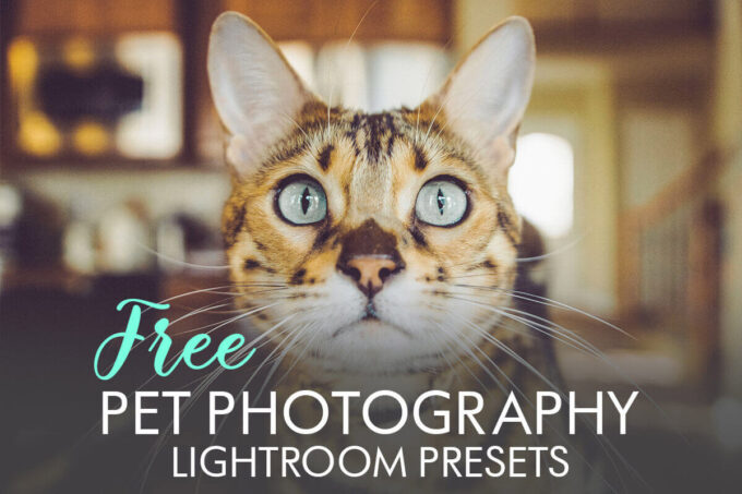 Adobe Lightroom Free Preset .xmp .lrtemplate 無料 フリー 動物 ペット Free Pet Photography Lightroom Presets