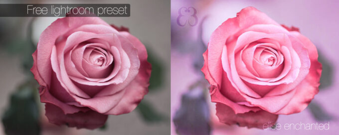 Adobe Lightroom Free Preset Pack .xmp .lrtemplate sepia Flower 無料 フリー 花 フラワー Soft rose lightroom preset