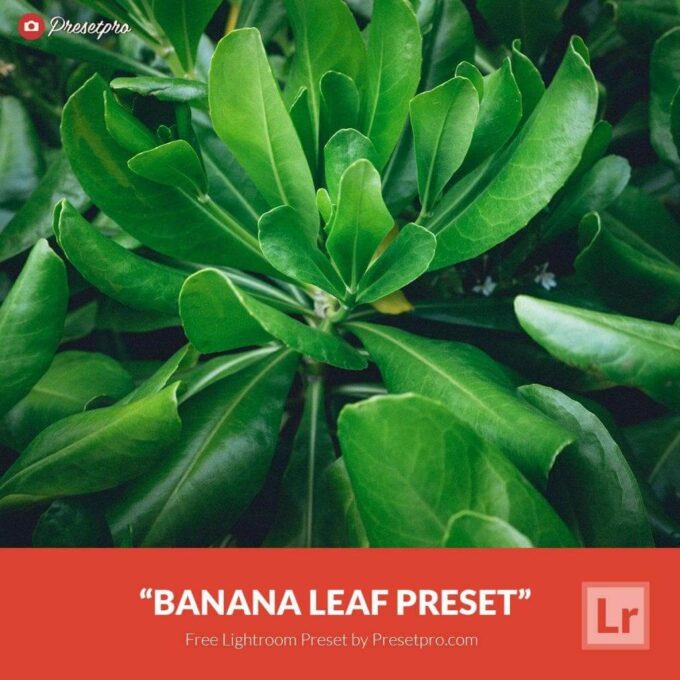 Adobe CC Lightroom Free Preset .xmp .lrtemplate 無料 フリー 植物 葉 鮮やか Free Lightroom Preset Banana Leaf