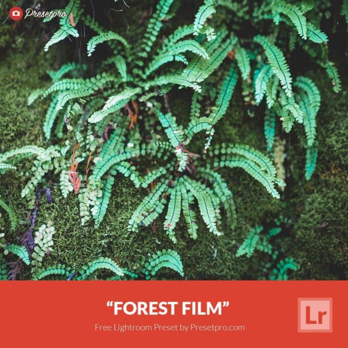 Adobe CC Lightroom Free Preset .xmp .lrtemplate 無料 フリー 植物 葉 鮮やか Free Lightroom Preset Forest Film