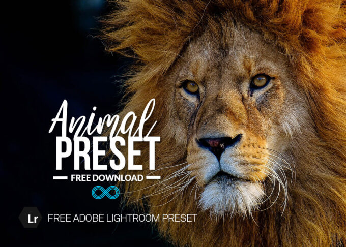 Adobe CC Lightroom Free Preset .xmp .lrtemplate 無料 フリー 動物 ペット  Free Animal Lightroom Preset