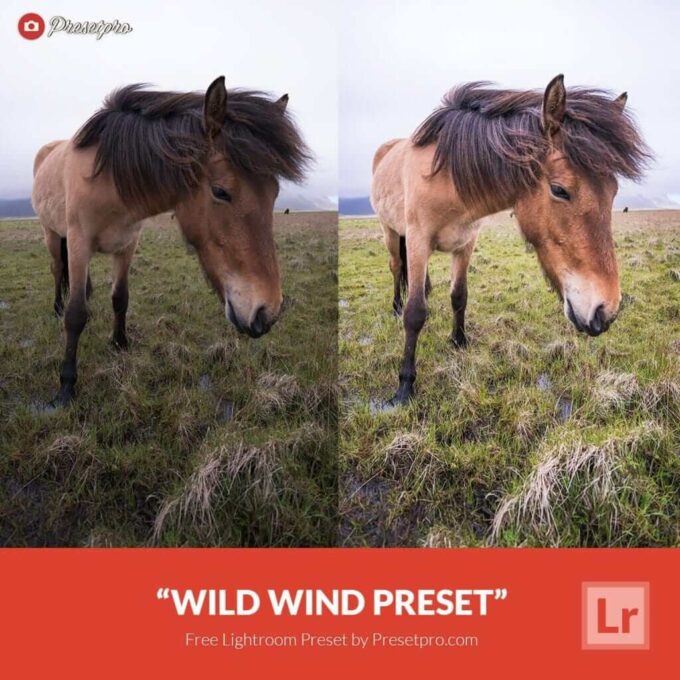 Adobe CC Lightroom Free Preset .xmp .lrtemplate 無料 フリー 動物 ペット Free Lightroom Preset Wild Wind