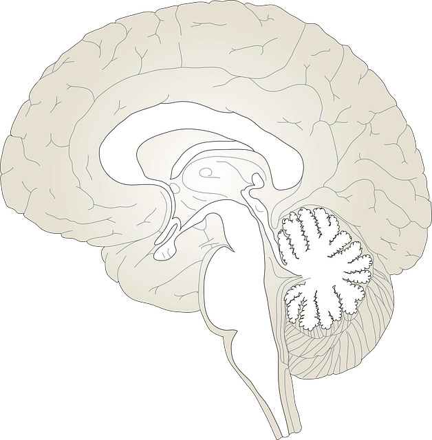 医療 看護 介護 無料 写真 イラスト 素材 著作権フリー 人体 臓器 脳 Brain simple art