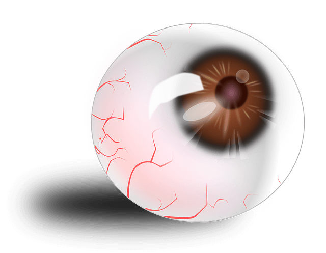 医療 看護 介護 無料 写真 イラスト 素材 著作権フリー 人体 臓器 眼 eyeball