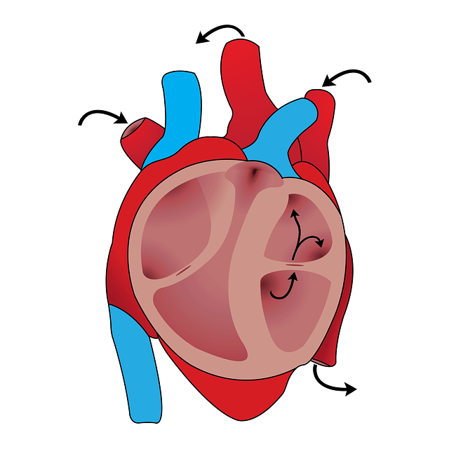 医療 看護 介護 無料 写真 イラスト 素材 著作権フリー 人体 臓器 心臓 heart 解剖 anatomy
