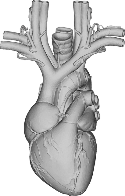 医療 看護 介護 無料 写真 イラスト 素材 著作権フリー 人体 臓器 心臓 Heart 3D CG