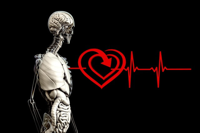 医療 看護 介護 無料 写真 イラスト 素材 著作権フリー 人体 臓器 心臓 心電図