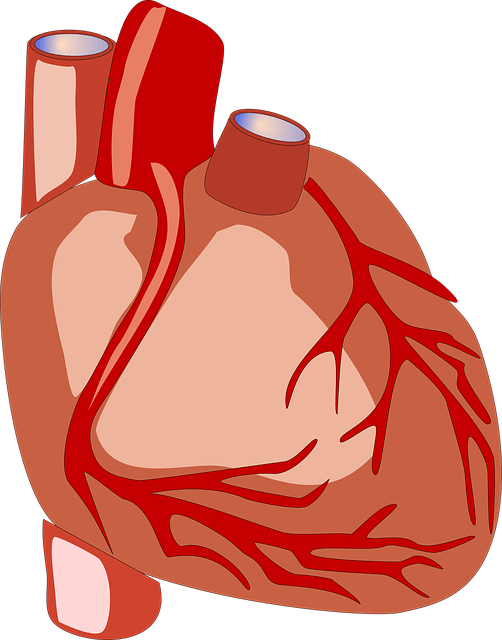 医療 看護 介護 無料 写真 イラスト 素材 著作権フリー 人体 臓器 心臓 ハート Heart
