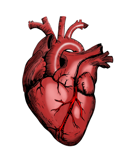 医療 看護 介護 無料 写真 イラスト 素材 著作権フリー 人体 臓器 心臓 イラスト