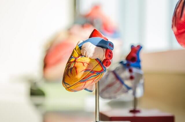 医療 看護 介護 無料 写真 イラスト 素材 著作権フリー 人体 臓器 心臓 Heart ハート