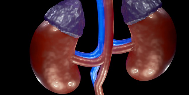 医療 看護 介護 無料 写真 イラスト 素材 著作権フリー 人体 臓器 腎臓 Kidney 3D CG
