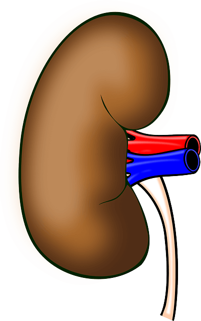 医療 看護 介護 無料 写真 イラスト 素材 著作権フリー 人体 臓器 腎臓 kidney