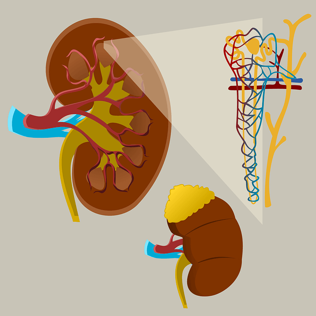 医療 看護 介護 無料 写真 イラスト 素材 著作権フリー 人体 臓器 腎臓 Kidney マテリアル デザイン material design