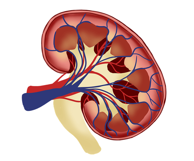 医療 看護 介護 無料 写真 イラスト 素材 著作権フリー 人体 臓器 腎臓 Kidney