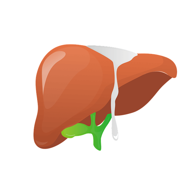 医療 看護 介護 無料 写真 イラスト 素材 著作権フリー 人体 臓器  肝臓 liver