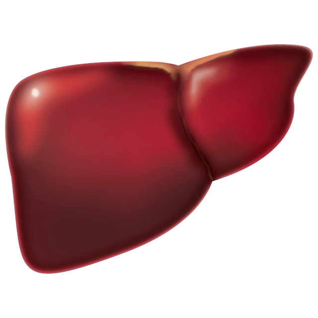 医療 看護 介護 無料 写真 イラスト 素材 著作権フリー 人体 臓器 肝臓 liver