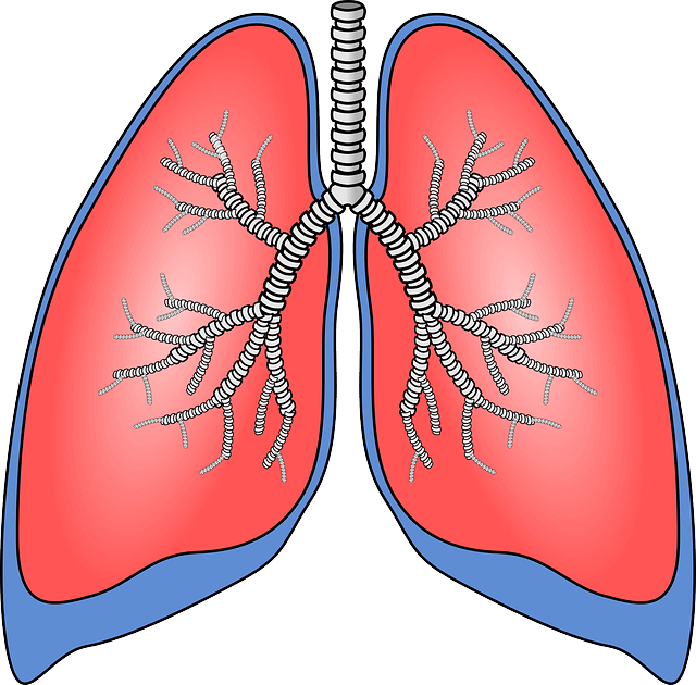 医療 看護 介護 無料 写真 イラスト 素材 著作権フリー 人体 臓器 肺 LUNG