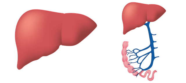 医療 看護 介護 無料 写真 イラスト 素材 著作権フリー 人体 臓器 肝臓 マテリアル デザイン material design