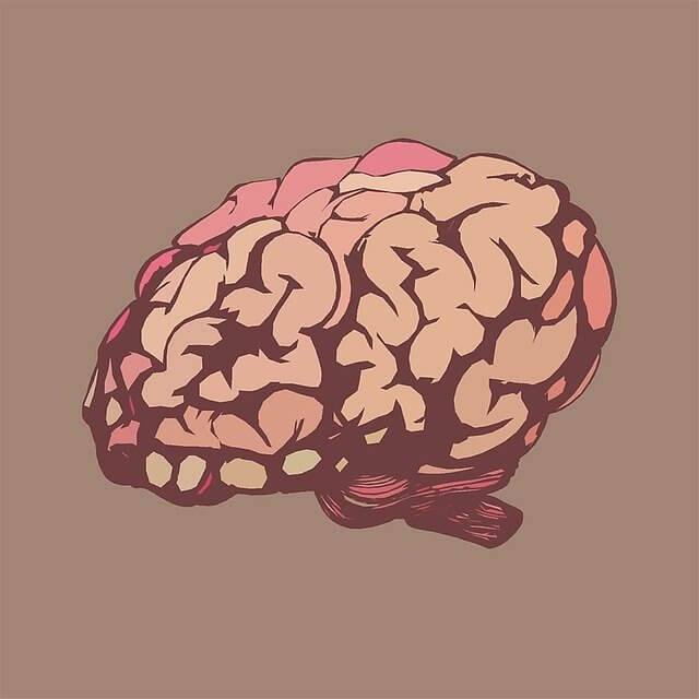 医療 看護 介護 無料 写真 イラスト 素材  人体 臓器 Organs 解剖生理 Anatomical physiology 脳 brain art