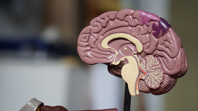 医療 看護 介護 無料 写真 イラスト 素材 著作権フリー  人体 臓器 Organs 解剖生理 Anatomical physiology 脳 brain 模型 model