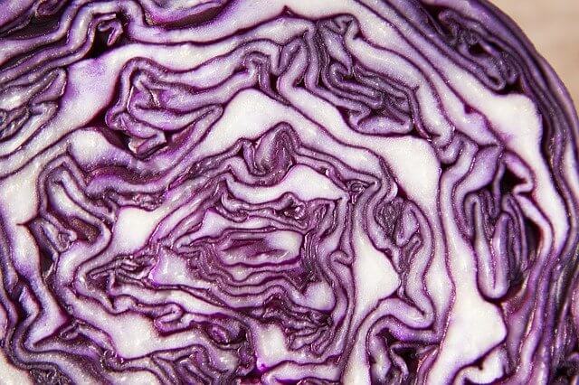 医療 看護 介護 無料 写真 イラスト 素材 著作権フリー  人体 臓器 Organs 解剖生理 Anatomical physiology 脳 brain  紫キャベツ Purple cabbage