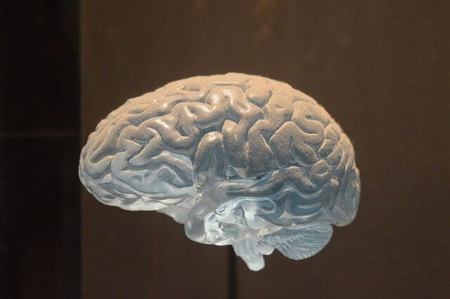 医療 看護 介護 無料 写真 イラスト 素材  人体 臓器 Organs 解剖生理 Anatomical physiology 脳 brain  模型