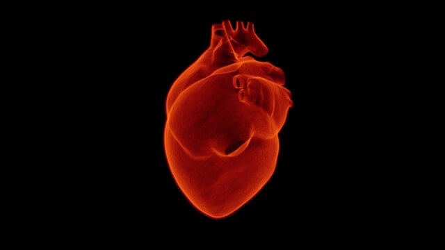 医療 看護 介護 無料 写真 イラスト 素材 著作権フリー  人体 臓器 Organs 解剖生理 Anatomical physiology 心臓 Heart