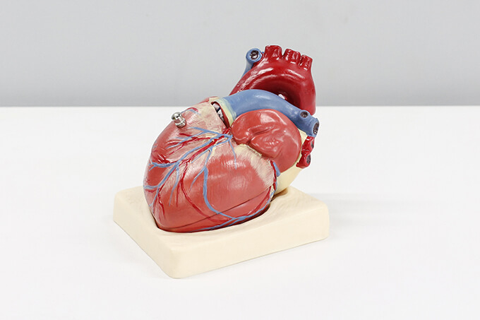 医療 看護 介護 無料 写真 イラスト 素材 著作権フリー  人体 臓器 Organs 解剖生理 Anatomical physiology 心臓 Heart 模型 model