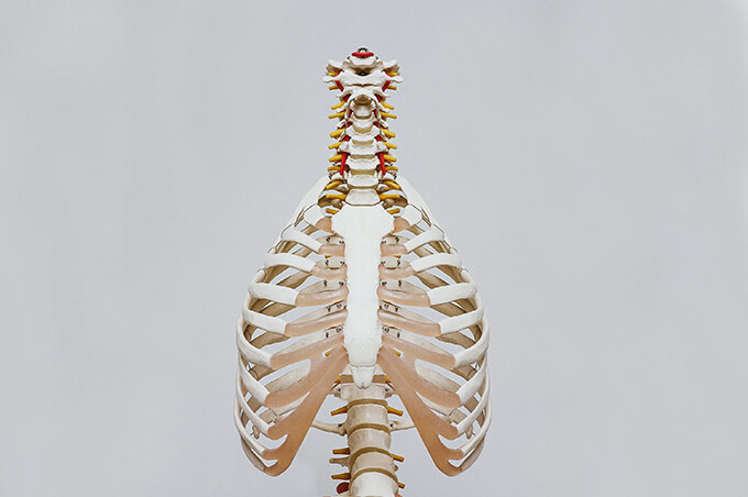 医療 看護 介護 無料 写真 イラスト 素材 著作権フリー  人体 臓器 Organs 解剖生理 Anatomical physiology 肺 Lung 胸郭 rib cage