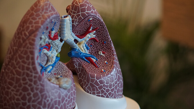 医療 看護 介護 無料 写真 イラスト 素材 著作権フリー  人体 臓器 Organs 解剖生理 Anatomical physiology 肺 Lung 模型 model