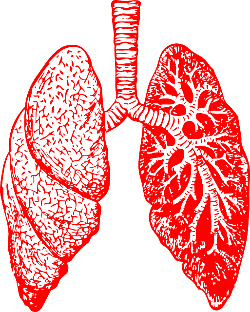 医療 看護 介護 無料 写真 イラスト 素材 著作権フリー 人体 臓器 肺 Lung